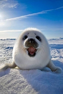 Baby seal <3