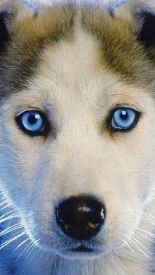Beautiful Blue Eyes