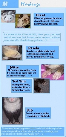 Ferret Color and Pattern Standards