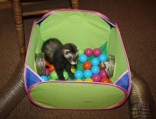 Weeeee! Marshall Ferret Pop-N-Play!