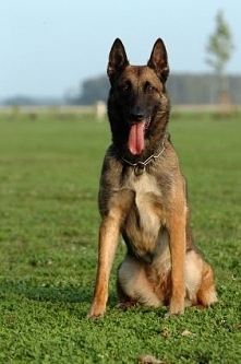 Belgian Malinois