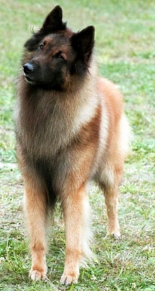 Belgian Tervuren.