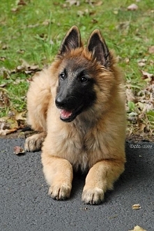 Adorable Tervuren puppy from Chimeric Belgian Tervurens