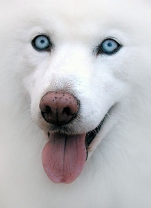 Beautiful dog