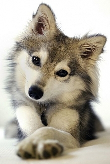 Alaskan Klee Kai awhhhhh