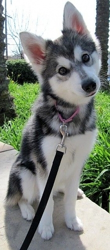 Alaskan Klee Kai