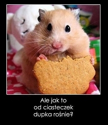 Ciasteczko?