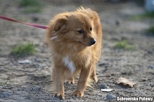 To pereła. Maleńka 3 letnia ruda sunia. Strasznie się boi smyczy człowieka i spacerów nie wie jeszcze jakie są super...Ale powoli się otwiera i jest coraz lepiej :)