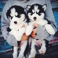 Husky:**