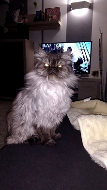 Przedstawiam Wam moją ukoch...