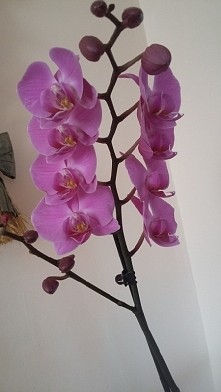 Storczyk,  piękny ♡♡