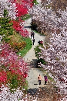 Jinhae - Korea Południowa