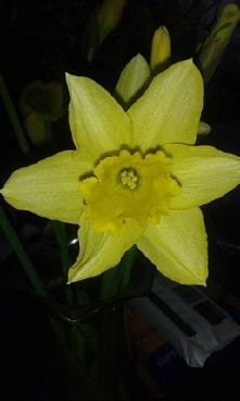 wesołego Alleluja :-)