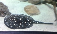 Palmiarnia Gliwice :) miejsce warte odwiedzenia :)