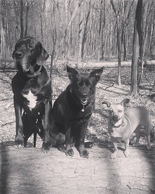 Tym razem moje psy:) brakuje jednego :)