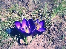 Pracowite Pszczółki :)