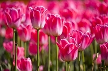 Różowe tulipany :)