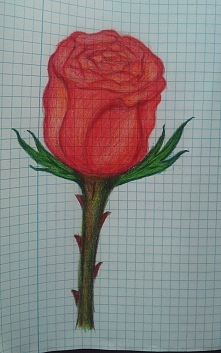 Różą . Co sądzicie ?