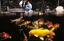 Oczko wodne z karpiami Koi