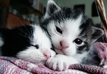 kociaki slodziaki :-)