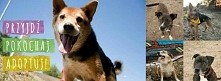 Przyjdź! Pokochaj! Adoptuj! 