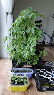 Krzaczory pomidorów :D czas najwyższy na przeniesienie do szklarenki chyba :P
PS: w fioletowej doniczce łubin a w żółtym kapusta :P