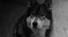 wolf gif