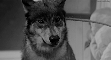 wolf gif