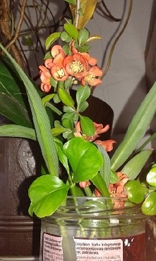 Wiecie jak się nazywa ta ro...