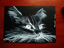 Koteł na czarnym kartonie :...