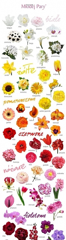 kwiaty