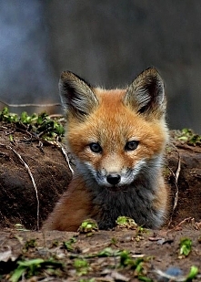 a kuku