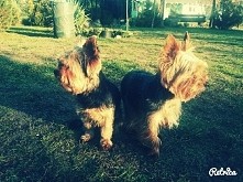 oto moje 2 inne pieski♡♡♡