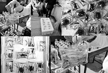 Podpisujemy petycje !!! Ja już to zrobiłam!!!
Sama mam żółwia chińskiego i jestem zszokowana, że ludzie mogą zarabiać na cierpieniu tych wspaniałych zwierząt.. może nie można si...