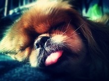 Moja kochana psiunia! ♡♡♡