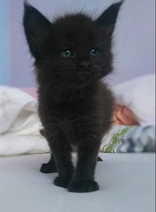 Maine Coon :) słodkie kocia...