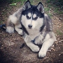 moje słońce , Apache (Winte...