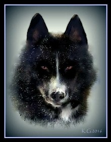 Mój twór w paincie xd duuużo roboty ale efekt uznam za satysfakcjonujący ;) rysunek przedstawia sunie siberian husky BLACK SABATH Anana Amarok z polskiej hodowli :)