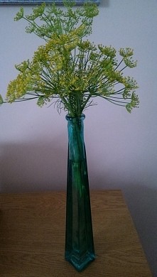 pan koperek w innej odsłonie