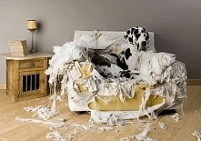 Najlepsze legowisko dla psa:D