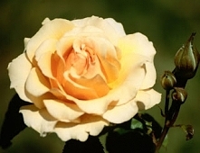 chciałabym taką, a wy???