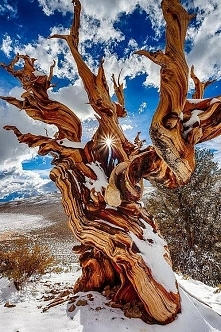 Ancient Bristlecone Pine, T...