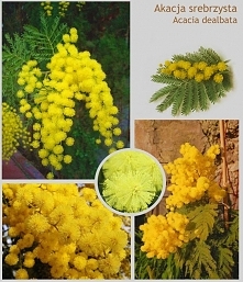 akacja srebrzysta