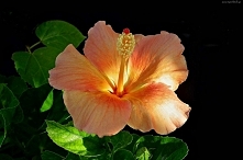 Hibiscus