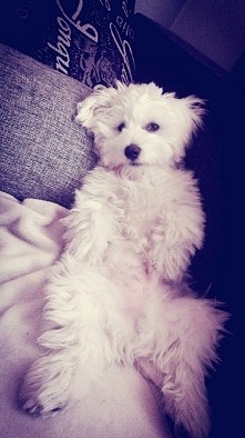 prosto po strzyzeniu