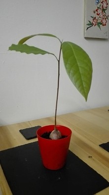 awokado już w doniczce :)