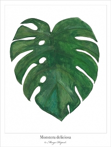 MONSTERA/  plakat/poster, wydruk cyfrowy
