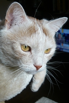 piękne oczy ma mój kocurek