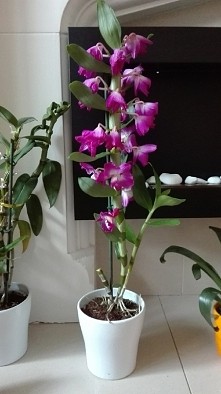 mój nowy kwiatuszek :)