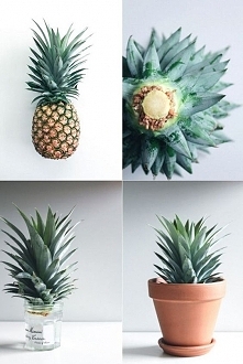 Grow Your Own Pineapple Plant